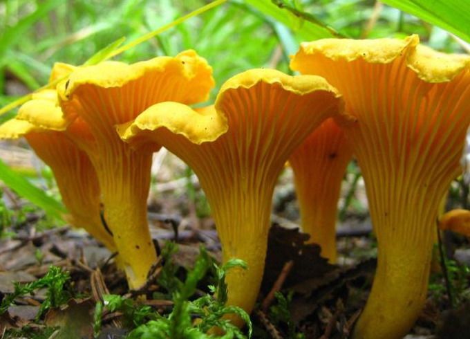  фото лисичек грибов
